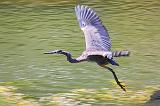 Heron In Flight_15145